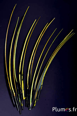 Oie rachis - 25-30 cm - noir-lime-jaune